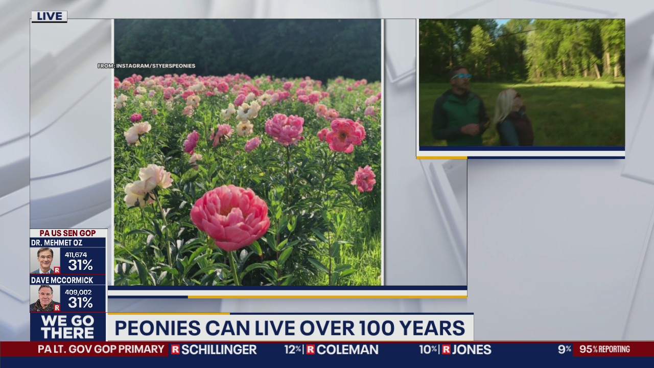 Peonies in full bloom at Styer's farm in Chester County