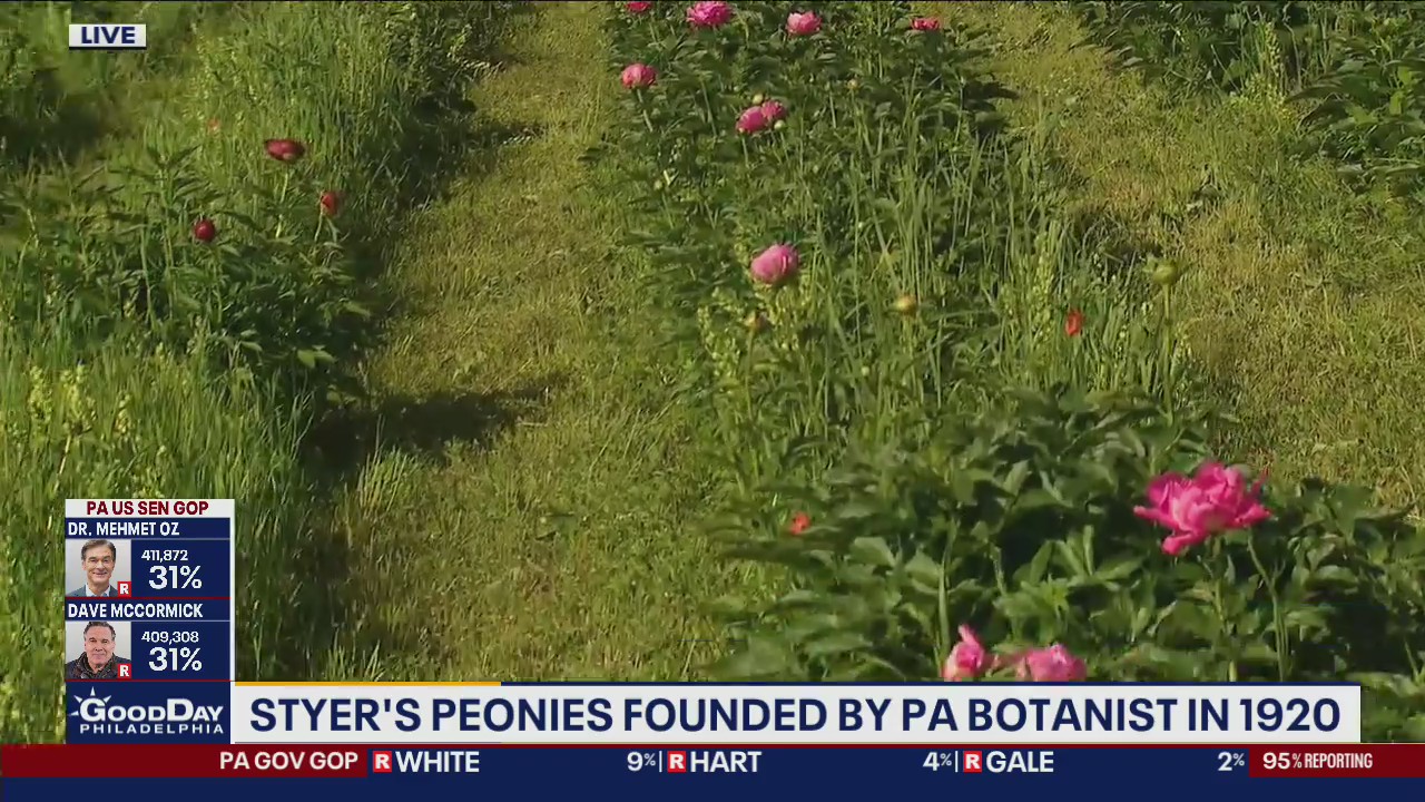 Peony festival taking place at Styer's farm through the end of May