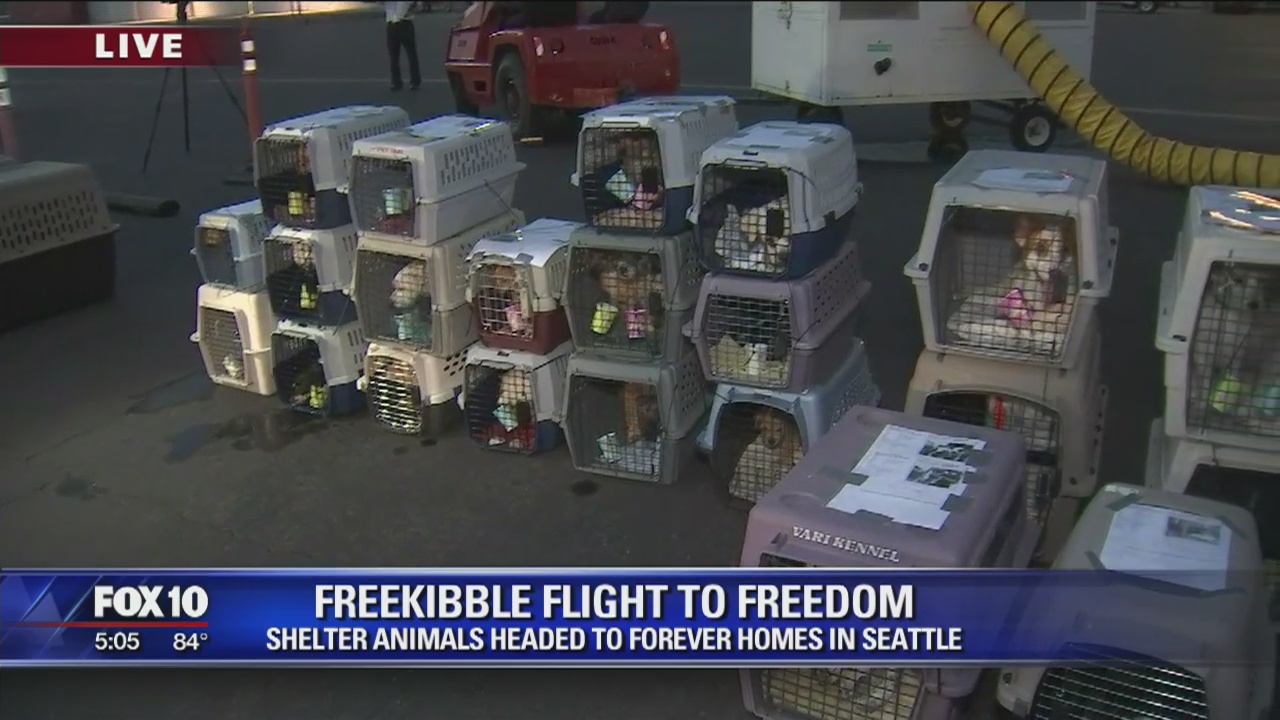 Freekible flight to freedom: Shelter animals fly to forever homes in Pacific Northwest