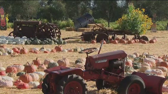 Forget pumpkin spice! The North Bay has the real deal with these pumpkin patches