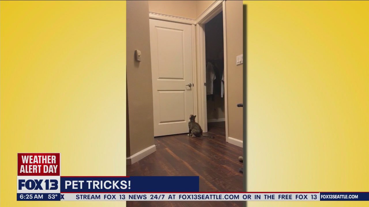 Pet Tricks for Wednesday, September 27