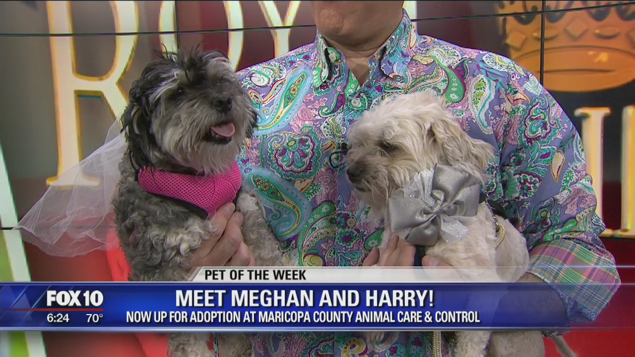 MCACC holding royal adoption