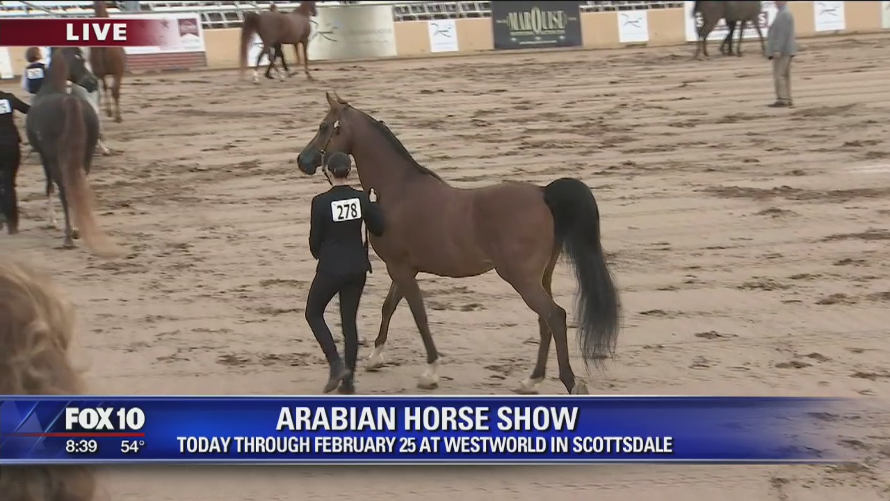 Cory's Corner: Arabian Horse Show