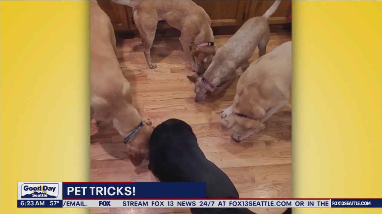 Pet Tricks for Monday, Oct. 9