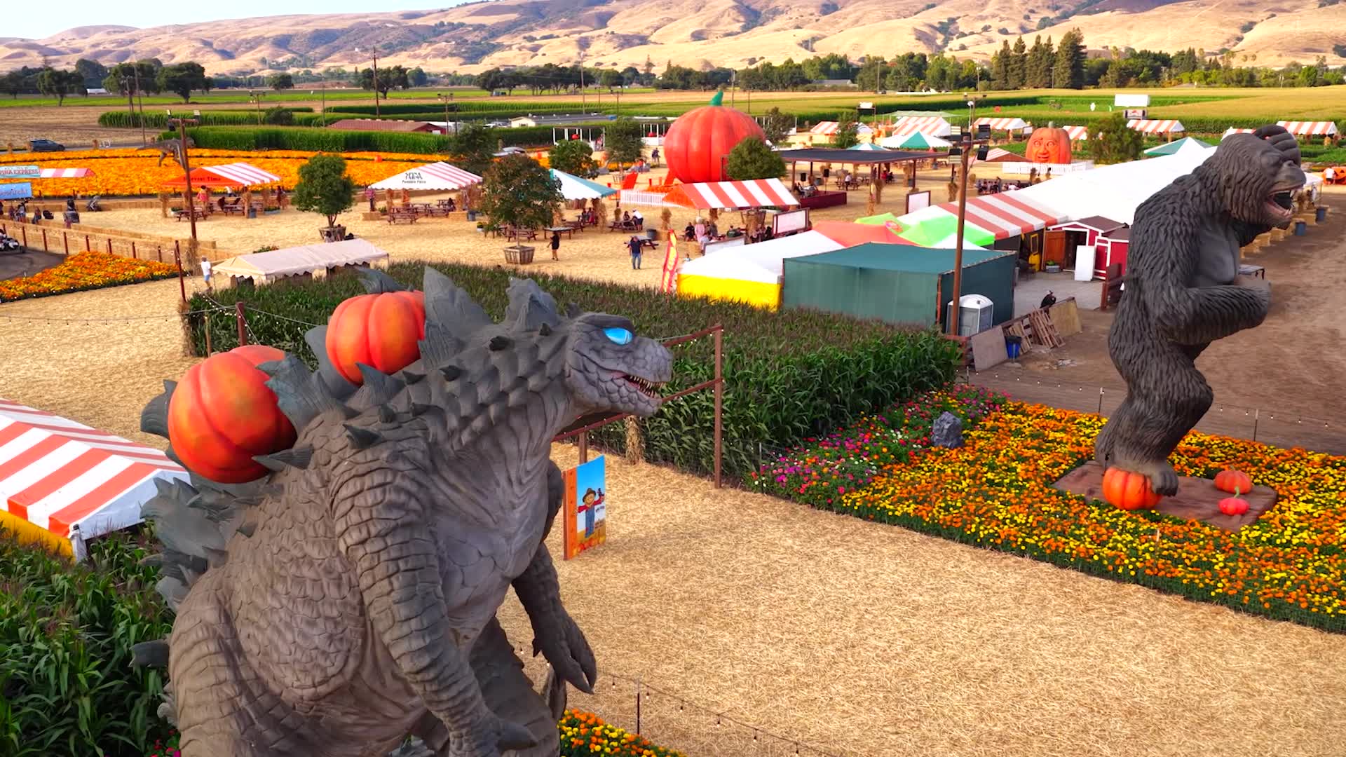 'Viral' Bay Area pumpkin patch