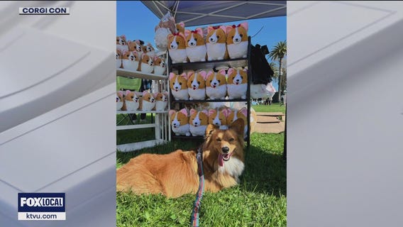 Corgi Con returns to the Alameda County Fairgrounds