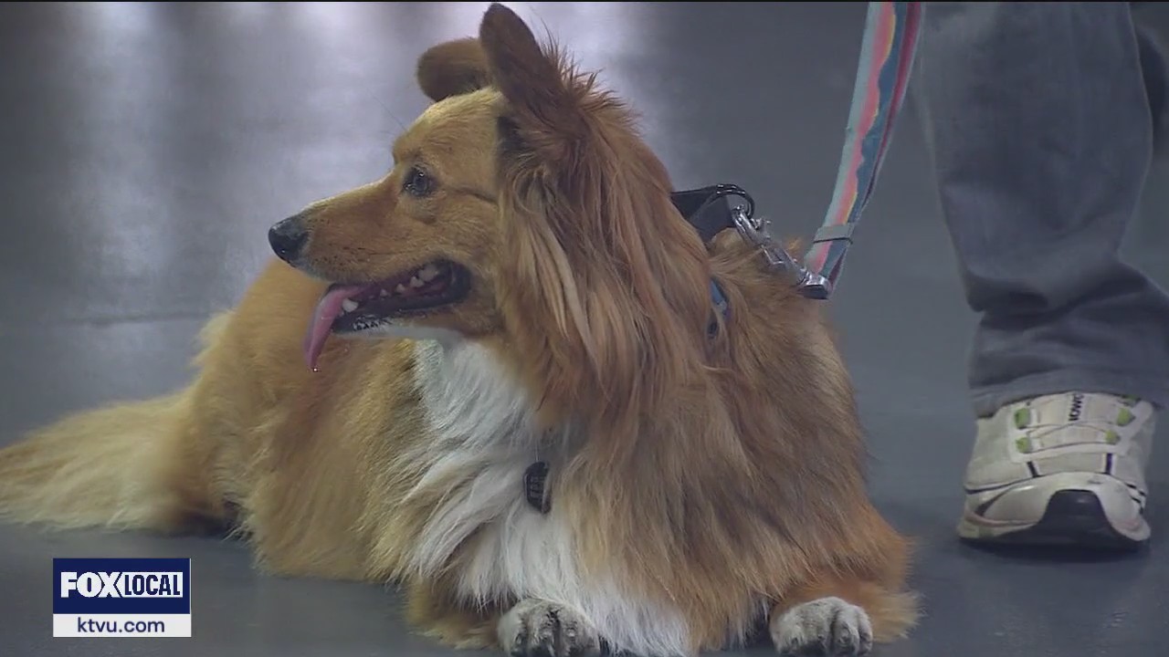 Corgi Con returns to Alameda County Fairgrounds