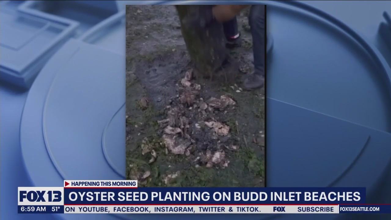 Oyster seed planting on Budd Inlet beaches