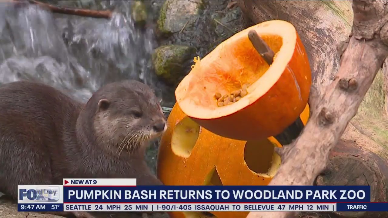 Pumpkin Bash returns to Woodland Park Zoo