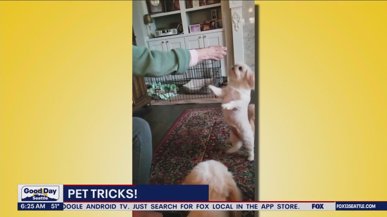 Pet Tricks for Wednesday, October 11