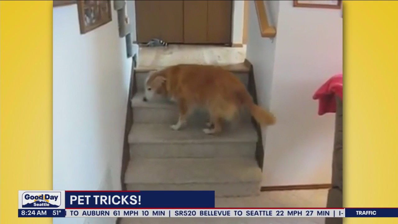 Pet Tricks for Tuesday, October 17