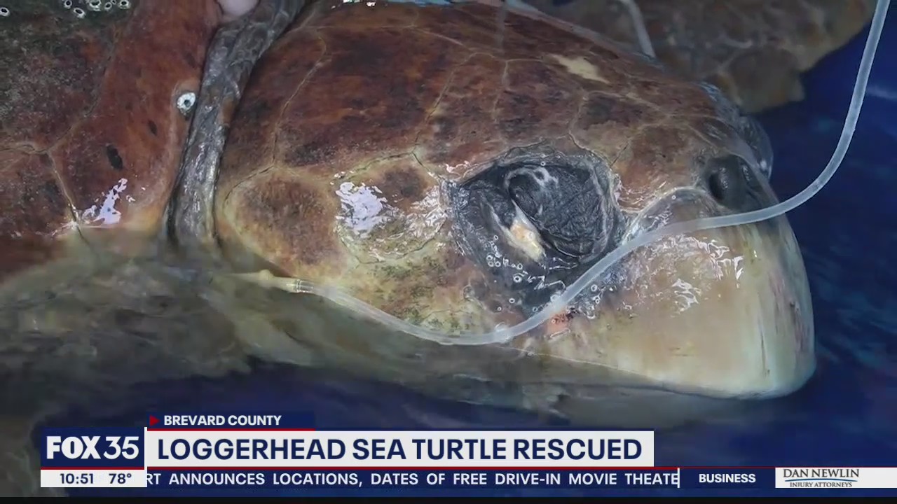 Loggerhead sea turtle rescued