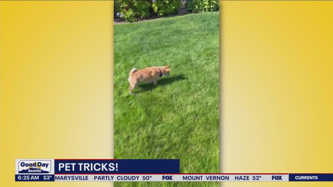 Pet Tricks for Wednesday, October 18