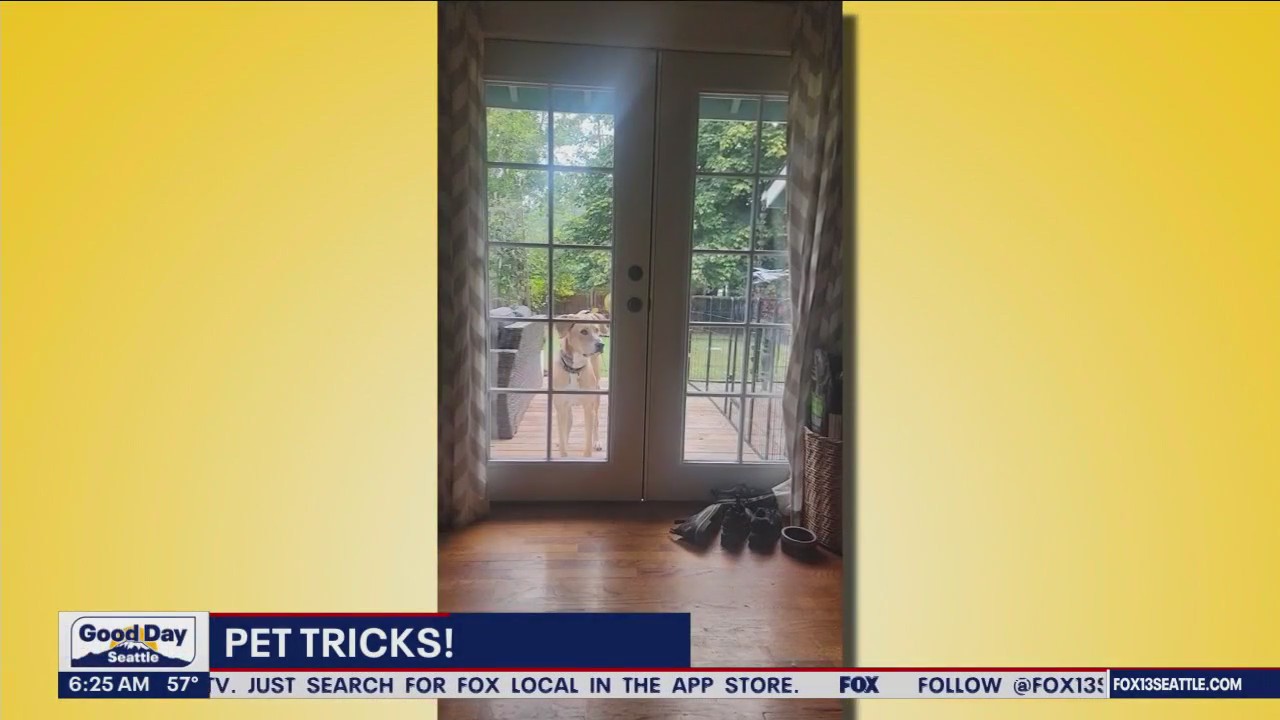 Pet Tricks for Friday, October 20