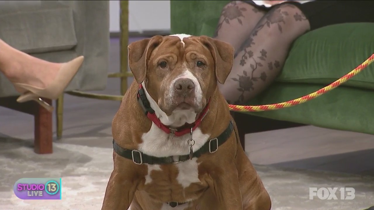 Seattle Animal Shelter Foundation hosting Furevermore Auction & Gala