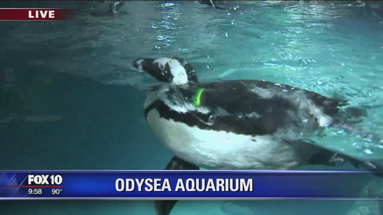 Cory's Corner: Penguins at the OdySea Aquarium
