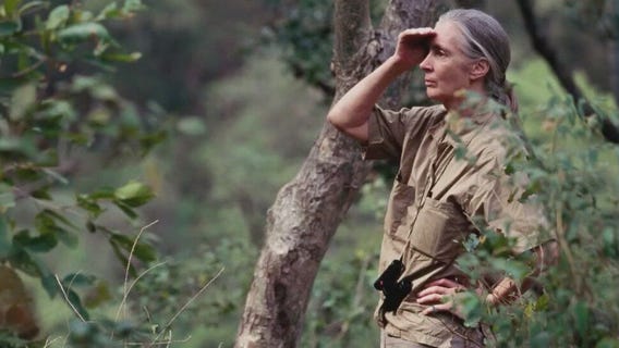 Jane Goodall, beloved wildlife and environmental conservationist, dies at 91