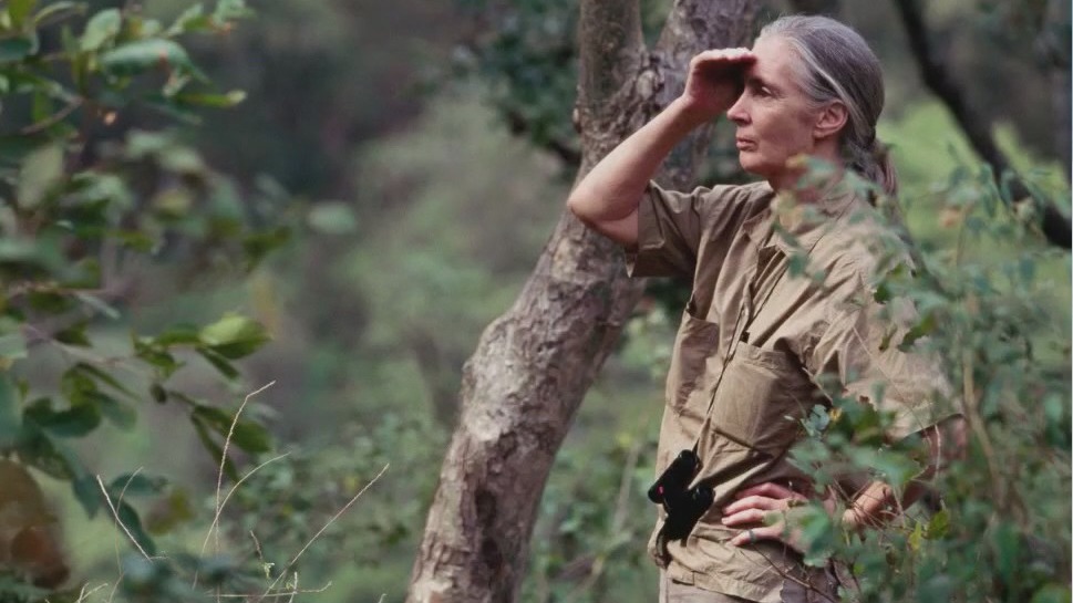 Jane Goodall, beloved wildlife and environmental conservationist, dies at 91