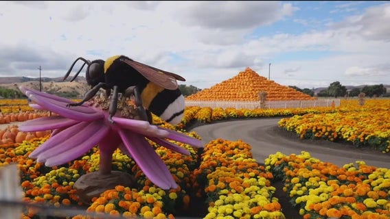 South Bay pumpkin patch goes viral