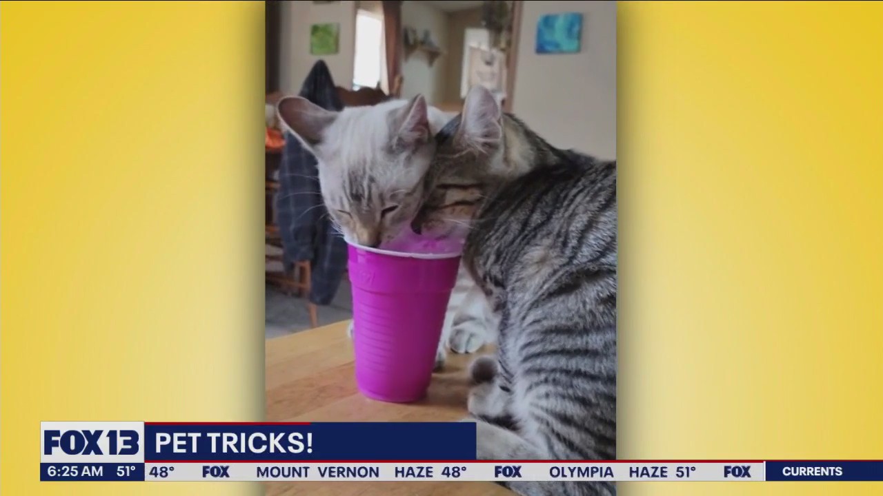 Pet Tricks for Monday, October 23