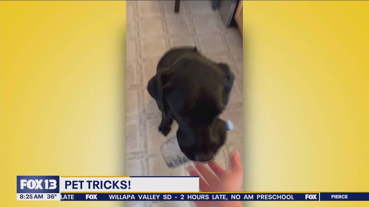 Good Day Pet Tricks for Monday, March 4