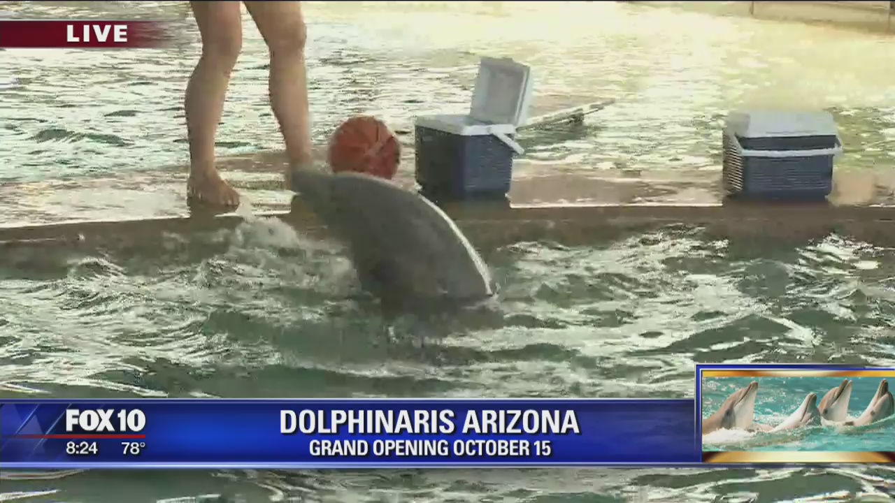 Swimming with dolphins at Dolphinaris