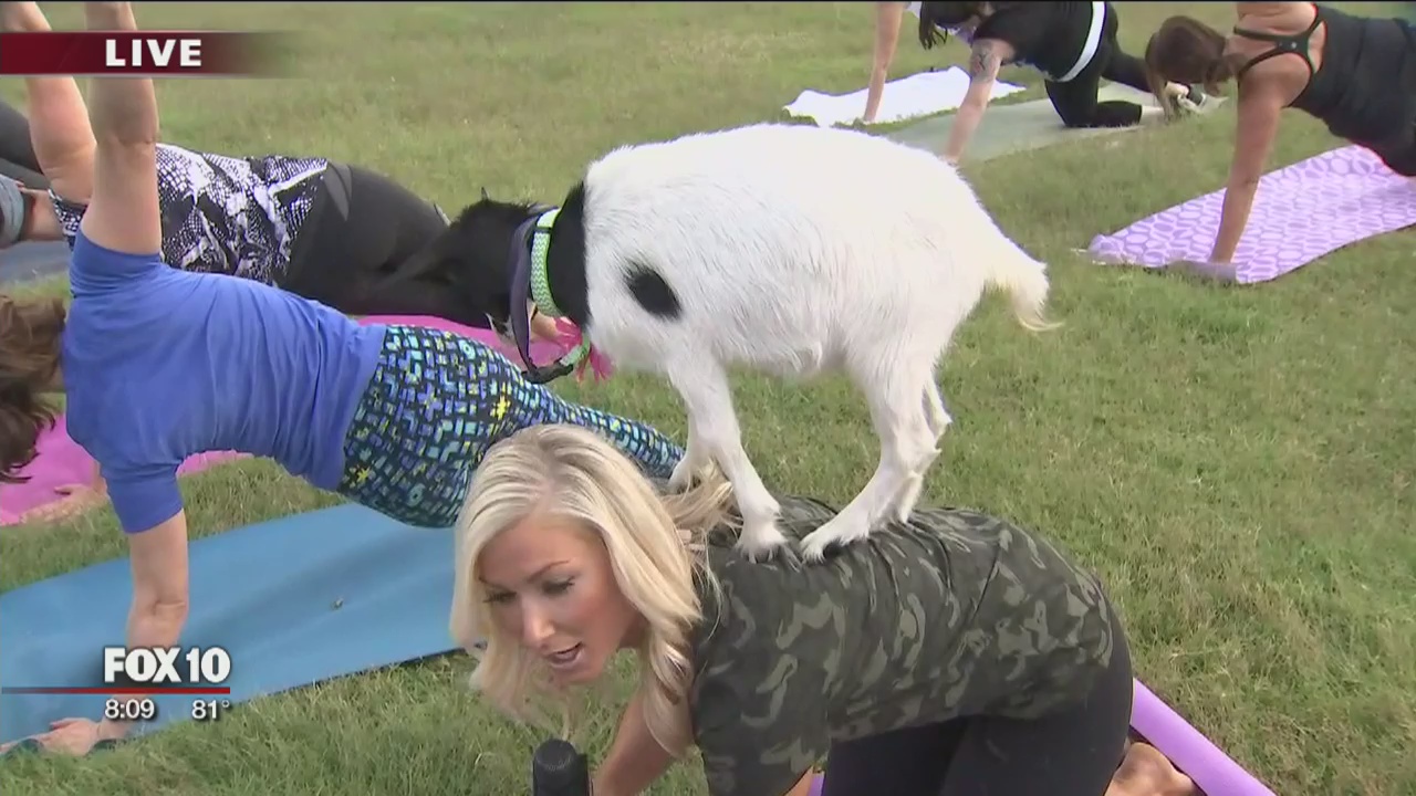 Goat Yoga in Gilbert