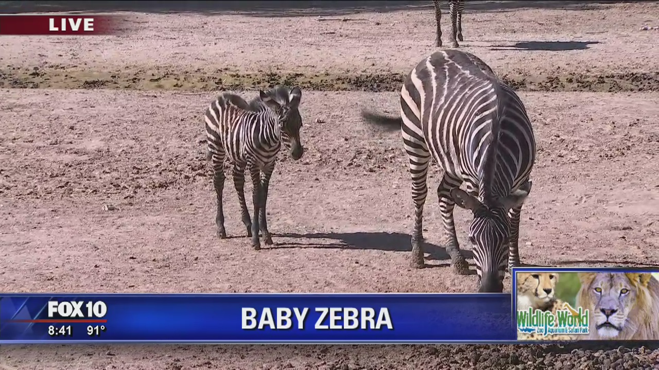 New animals at the Wildlife World Zoo, Aquarium and Safari Park