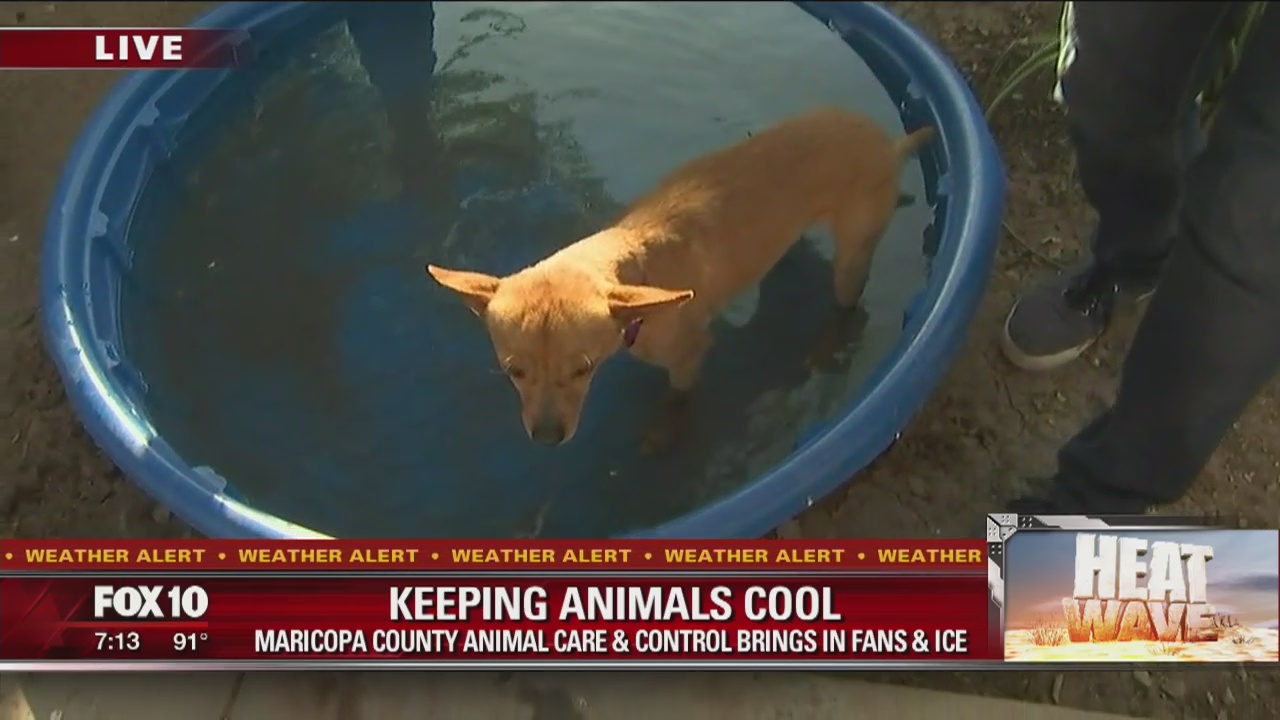 Keeping animals cool in the Arizona heat