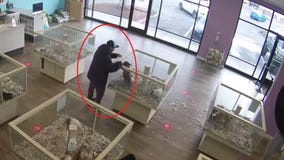 Video shows French bulldog puppy stolen from Puppyland Puyallup