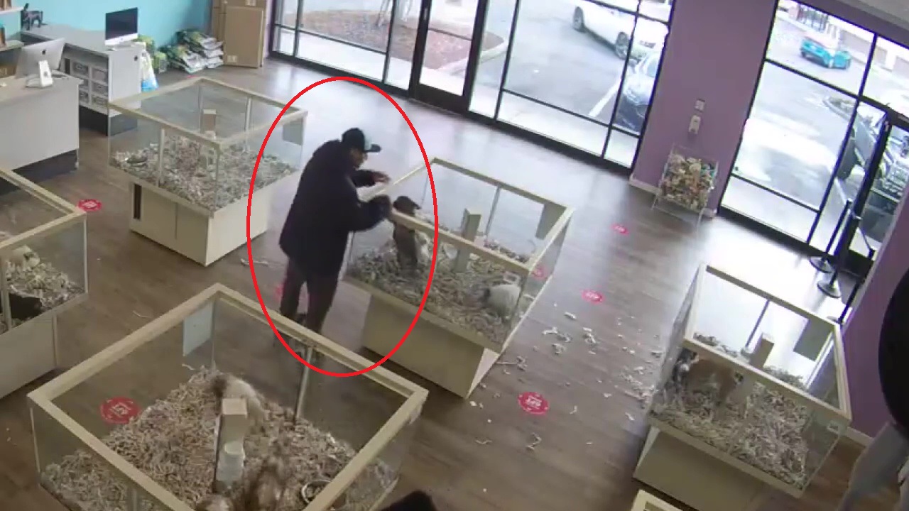 Video shows French bulldog puppy stolen from Puppyland Puyallup