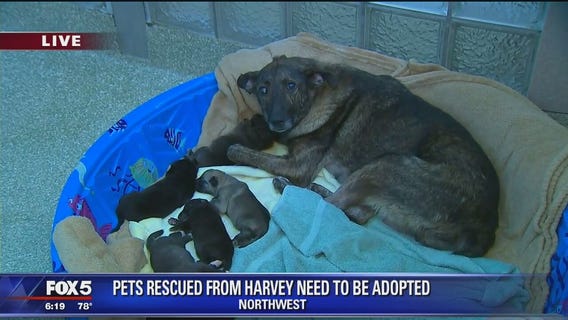Humane Rescue Alliance needs pets to be adopted to help bring in pets rescued from Harvey