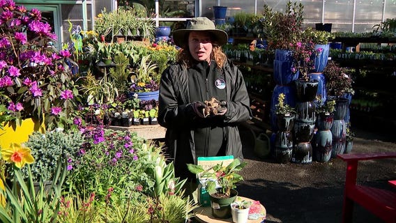 When should you plant dahlias?