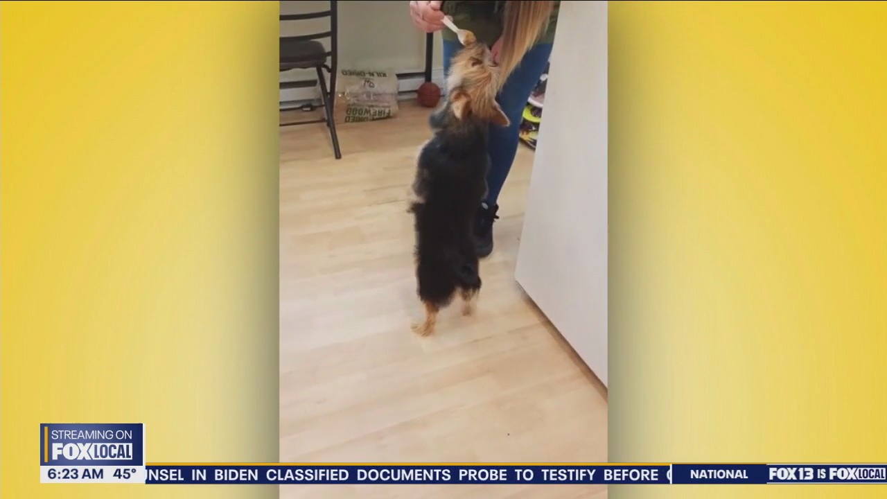 Good Day Pet Tricks for Tuesday, March 12