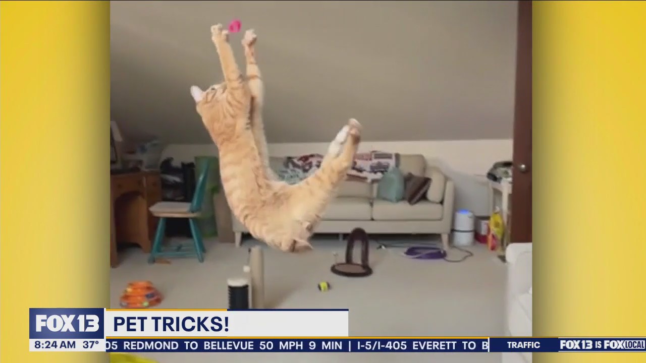 Good Day Pet Tricks Thursday, March 14