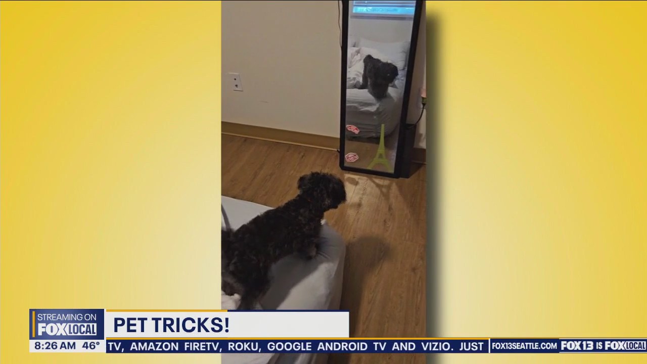 Pet Tricks for Tuesday, March 19