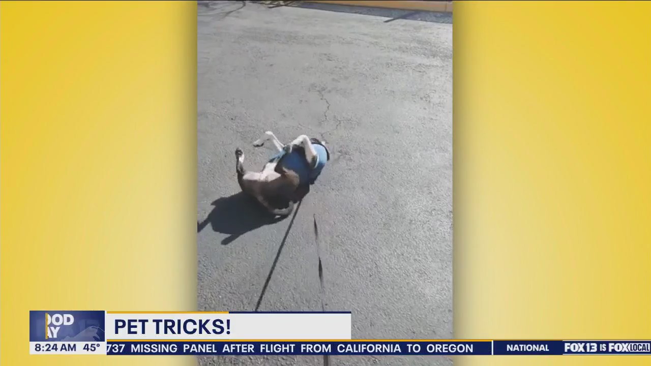 Pet Tricks for Monday, March 18