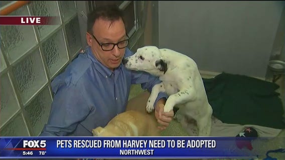 Humane Rescue Alliance needs pets adopted to help clear space for animals displaced by Harvey