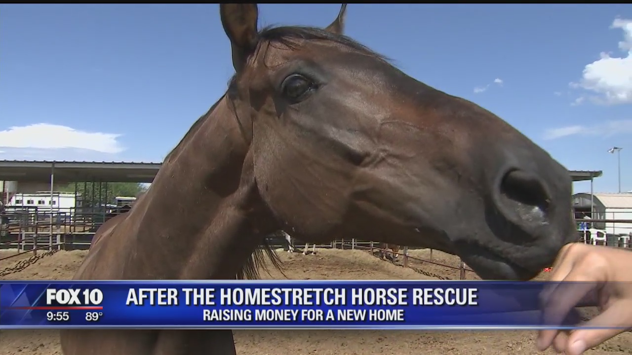 Cory's Corner: After the Homestretch Horse Rescue