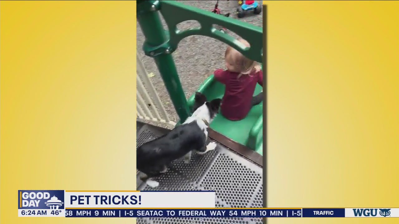 Pet Tricks for Thursday, March 21