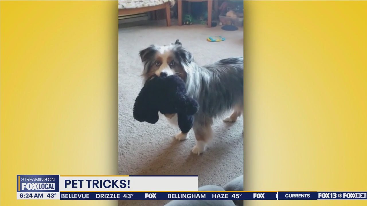 Pet Tricks for Thursday, March 28