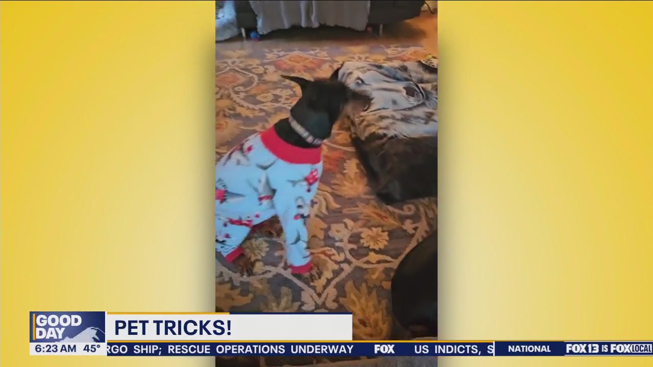 Pet Tricks for Tuesday, March 26