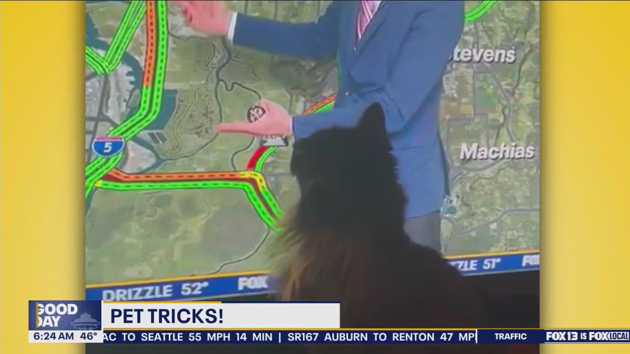 Pet Tricks for Monday, March 25