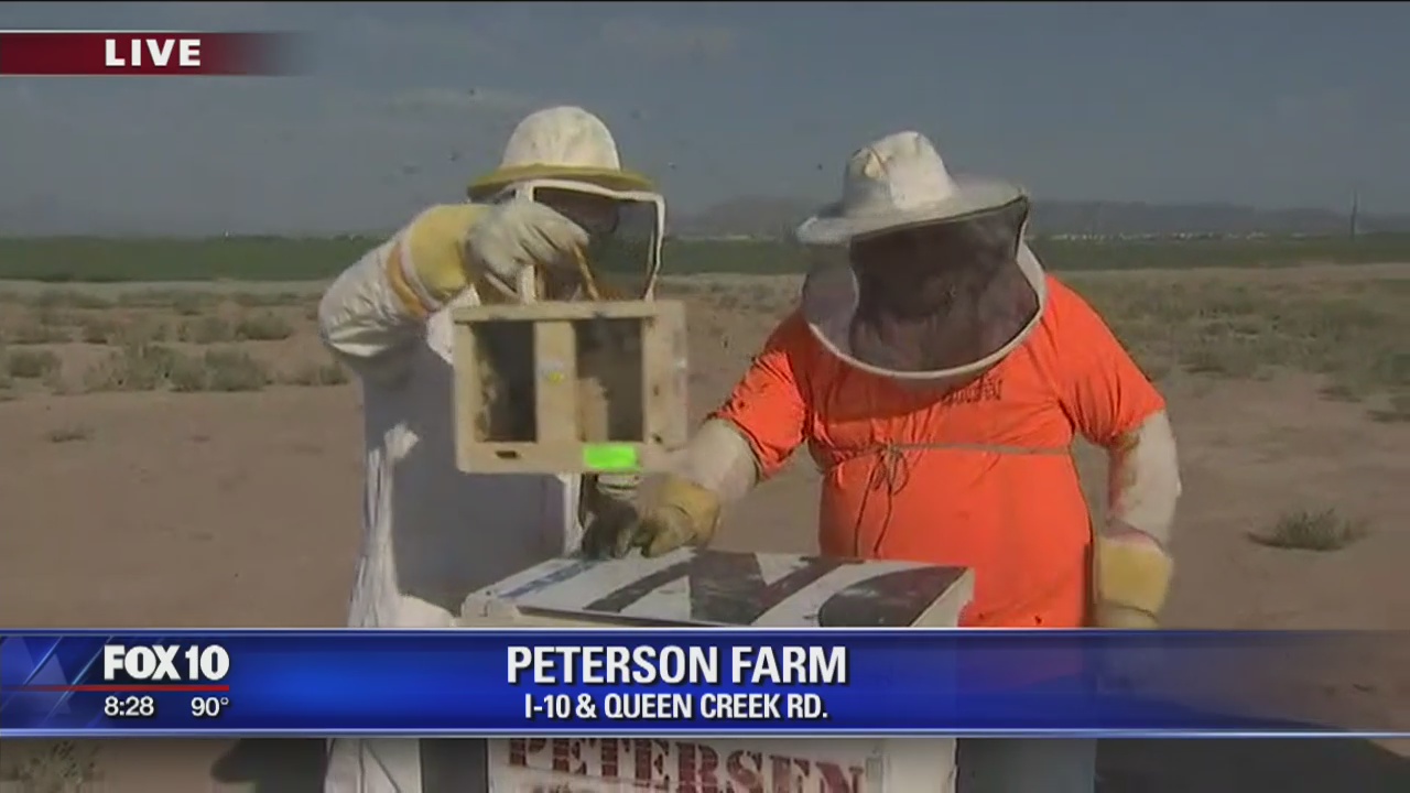Cory gets on-the-job training as a beekeeper