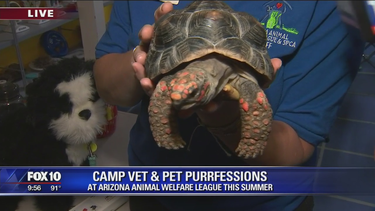 Cory's Corner: Arizona Animal Welfare League vet camp