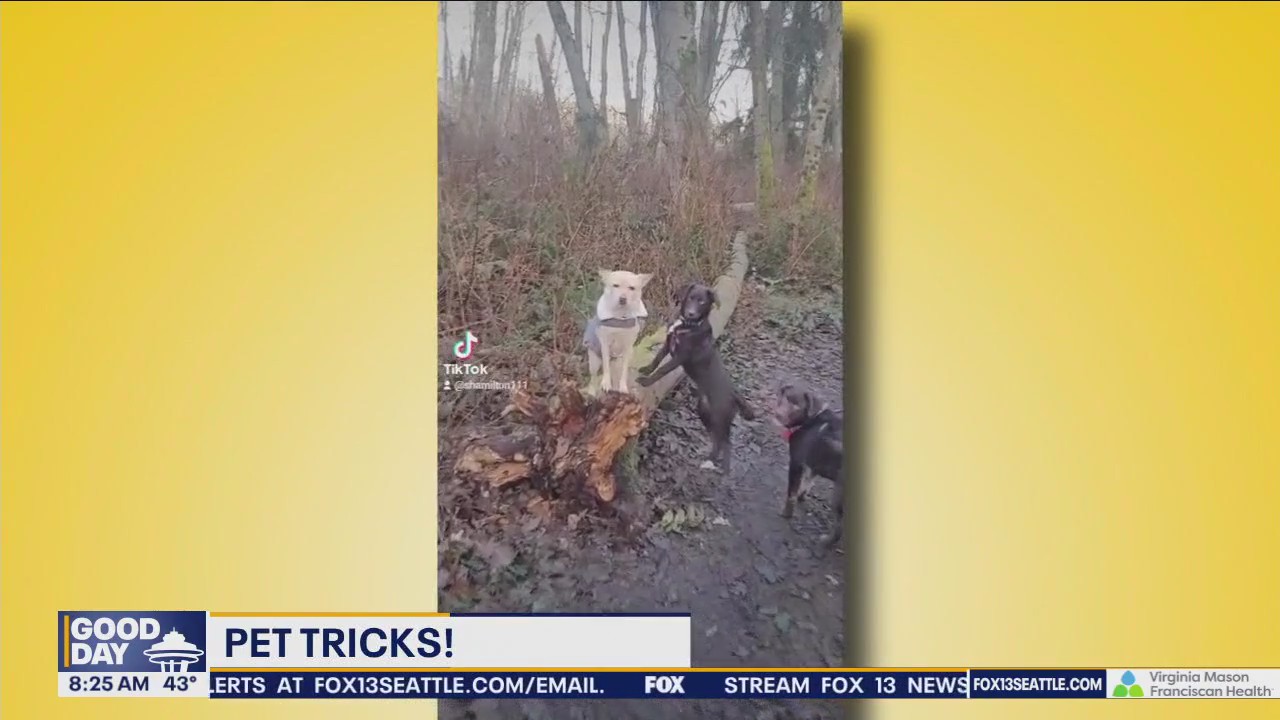 Good Day Pet Tricks Wednesday, April 3