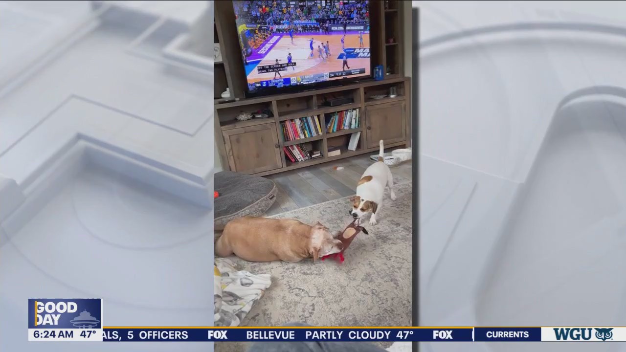 Good Day Pet Trick for Tuesday, April 2