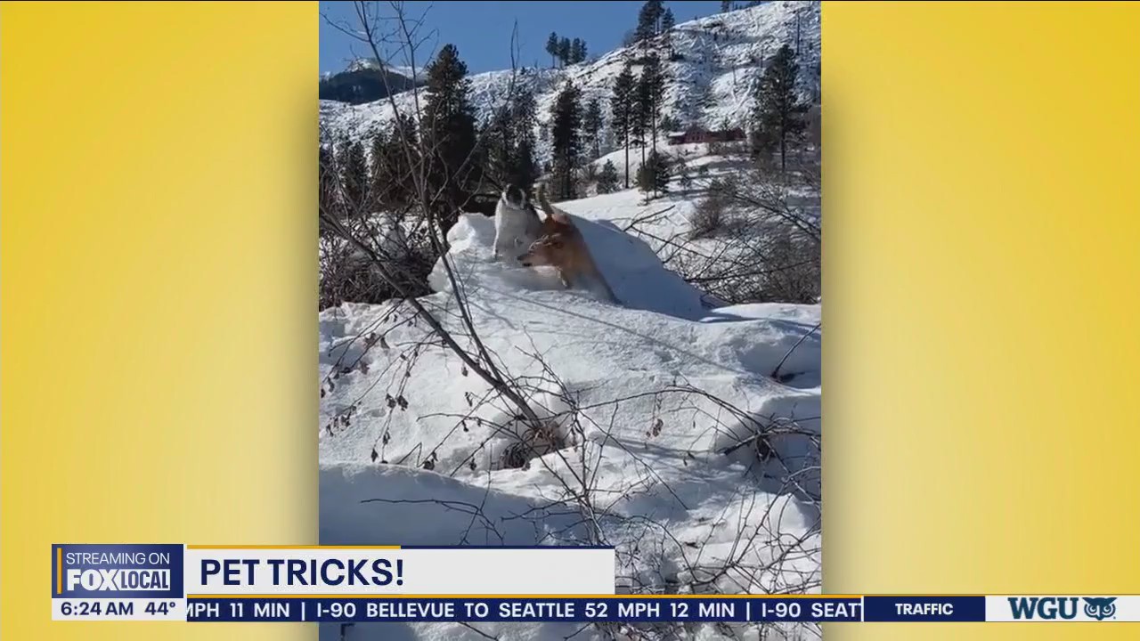 Pet Tricks for Monday, April 1