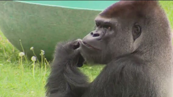 Silverback gorilla new resident at San Francisco Zoo