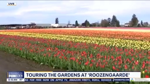 Skagit Valley Tulip Festival underway